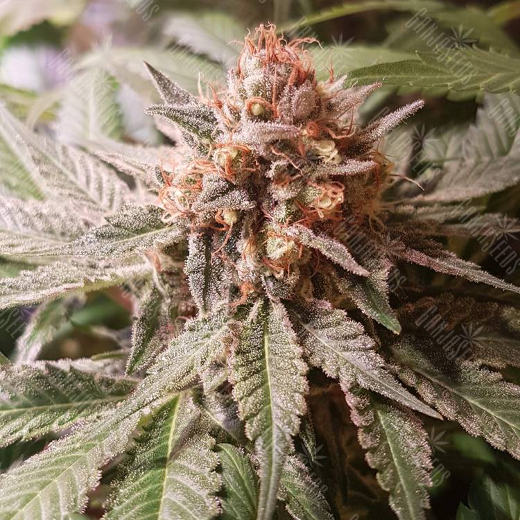 семена конопли для посадки купить Haze Berry feminised Royal Queen семена конопли для посадки купить Haze Berry feminised Royal Queen