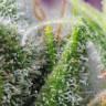 семена конопли медицинской Chem Beyond Diesel C.B.D. feminised Sweet Seeds