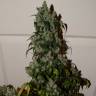 доставка семян конопли в рф Auto Night Queen feminised