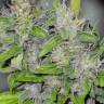 заказ семян конопли Спб Big Dutch Bud feminised