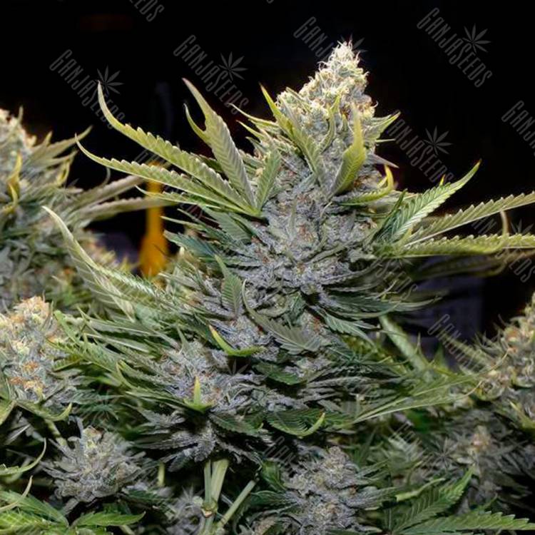 Amnesia Grapefruit feminised Breeders Community Seeds Amnesia Grapefruit feminised Breeders Community Seeds