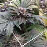 Недорогие семена конопли Master Kush feminised Ganja Seeds