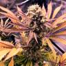 где можно заказать семена конопли Auto Blueberry regular где можно заказать семена конопли Auto Blueberry regular