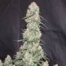 конопля семена сорта заказать Auto Blueberry regular конопля семена сорта заказать Auto Blueberry regular