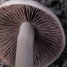 купить отпечатки псилоцибиновых грибов Panaeolus Tropicalis