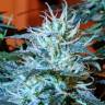 семена конопли интернет магазин Amsterdam Flame regular