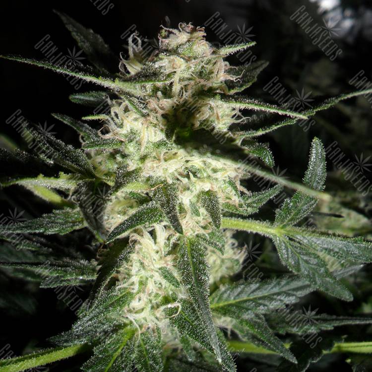Amnesia Haze feminised Breeders Community Seeds Amnesia Haze feminised Breeders Community Seeds