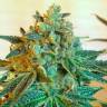 семена конопли гидропоники Cyclops regular Ganja Seeds