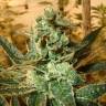семена конопли дешево Cyclops regular Ganja Seeds