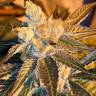 семена конопли с доставкой Cyclops regular Ganja Seeds