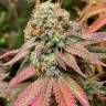 Auto Northern Blue regular Ganja Seeds
