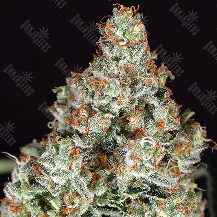 семена конопли элитных сортов Zkittalicious feminised Exotic Seed