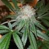семена конопли в оригинальных упаковках Cream Caramel CBD feminised Sweet Seeds