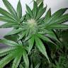 семена конопли недорого Cream Caramel CBD feminised Sweet Seeds