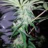 купить семена конопли Cream Caramel CBD feminised Sweet Seeds