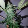 семена конопли Россия Cream Caramel CBD feminised Sweet Seeds