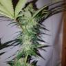 заказ семян конопли Спб Cream Caramel CBD feminised Sweet Seeds