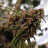 заказ семян конопли Great White Shark CBD feminised Green House Seeds