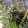 семена конопли наложенным платежом Great White Shark CBD feminised Green House Seeds