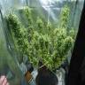 семена индийской конопли Dr. Grinspoon regular Ganja Seeds