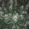 Недорогие семена конопли Auto X.Treme feminised Ganja Seeds Недорогие семена конопли Auto X.Treme feminised Ganja Seeds