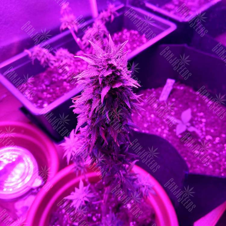 Семена конопли Auto AK 49 feminised GanjaLiveSeeds Семена конопли Auto AK 49 feminised GanjaLiveSeeds