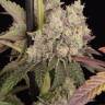 Семена конопли Runtz Muffin feminised Ganja Seeds