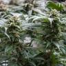 заказать на сайте семена конопли The Church feminised Green House Seeds