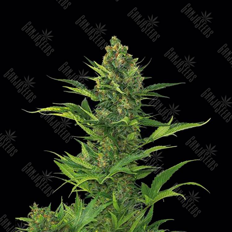 купить семена конопли в России Auto Blue Amnesia XXL Feminised