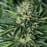 хорошие семена конопли Dr Greenthumb's Em-Dog By B-Real feminised Humboldt Seeds
