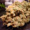 заказ семян конопли Москва Dutch Dragon feminised Paradise Seeds