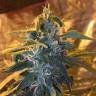 урожайные семена конопли Lemon Shining Silver Haze feminised Royal Queen