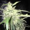 семена конопли в оригинальных упаковках Lemon Shining Silver Haze feminised Royal Queen