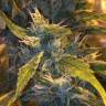 регулярные семена конопли купить Lemon Shining Silver Haze feminised Royal Queen