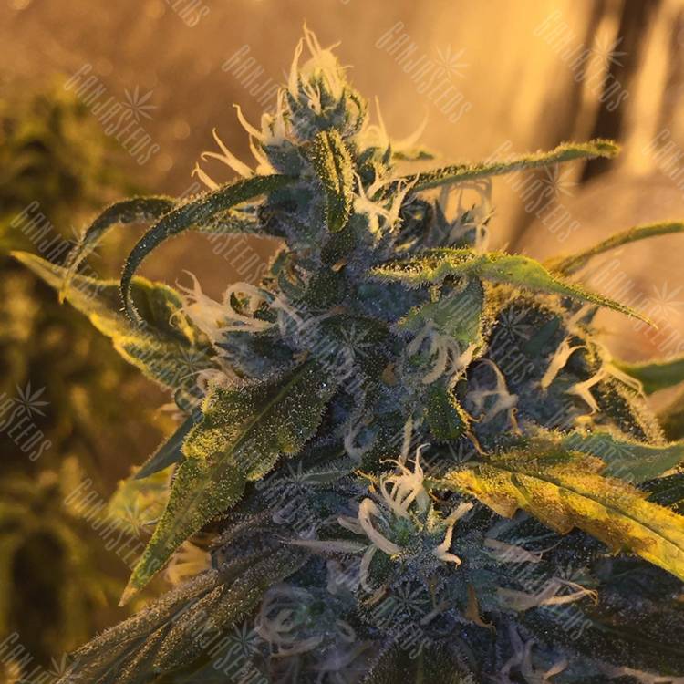 качественные семена конопли Lemon Shining Silver Haze feminised Royal Queen