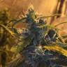 качественные семена конопли Lemon Shining Silver Haze feminised Royal Queen