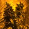 семена конопли недорого Lemon Shining Silver Haze feminised Royal Queen