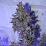 семена конопли индика Auto AK 47 regular