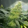 семена конопли элитных сортов Auto AK 47 regular