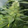 семена конопли аутдор Auto AK 47 regular