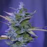 семена индийской конопли Auto AK 47 regular