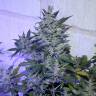 мощные семена конопли Auto AK 47 regular