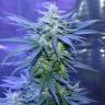 семена конопли автоцвет Auto AK 47 regular