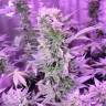 семена конопли интернет магазин Auto AK 47 regular