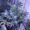 автоцветущие семена конопли Auto AK 47 regular