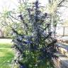 семена культурной конопли купить Blue Queen feminised