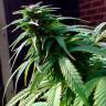 на сайте семена конопли Early Skunk regular Ganja Seeds
