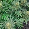 где можно заказать семена конопли наложкой Early Skunk regular Ganja Seeds