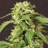 семена конопли марихуаны Devil Kush regular Exotic Seed