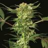 семена конопли элитных сортов Devil Kush regular Exotic Seed